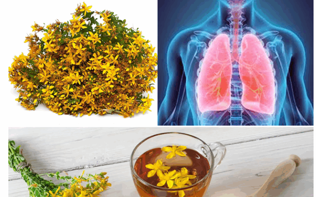 Descoperă beneficiile sunătoarei (Hypericum perforatum) pentru sănătatea mentală, somn, digestie și piele. Tratamente naturale și utilizări tradiționale ale plantei.”

Introducere
Sunătoarea, cunoscută științific sub numele de Hypericum perforatum, este o plantă medicinală recunoscută pentru proprietățile sale terapeutice. Folosită de secole în medicina tradițională europeană, sunătoarea are multiple beneficii pentru sănătate, de la susținerea stării de spirit până la ameliorarea tulburărilor digestive și afecțiunilor cutanate.

Această plantă, cu flori galbene luminoase, poate fi consumată sub formă de ceaiuri, tincturi, capsule sau uleiuri esențiale, iar utilizarea ei trebuie adaptată la nevoile fiecărei persoane.

1. Susține sănătatea mentală și emoțională
Sunătoarea este cel mai cunoscută pentru efectul său antidepresiv ușor spre moderat. Studiile au arătat că extractele din Hypericum perforatum pot ajuta la:

Reducerea simptomelor de depresie ușoară și moderată

Ameliorarea anxietății și a tensiunii nervoase

Susținerea unui somn odihnitor și reglarea ritmului circadian

Cum funcționează: Compușii activi, precum hipericina și hiperforina, influențează neurotransmițătorii din creier, crescând nivelul serotoninei și dopaminei, ceea ce contribuie la o stare de bine generală.

2. Efecte antioxidante și antiinflamatorii
Sunătoarea conține flavonoide și polifenoli care acționează ca antioxidanți, protejând celulele împotriva stresului oxidativ. Beneficiile antioxidante includ:

Reducerea inflamației cronice

Susținerea sănătății cardiovasculare

Protecția ficatului și a sistemului digestiv

De asemenea, aplicațiile topice ale sunătoarei pot ajuta la calmarea iritațiilor cutanate și a inflamațiilor locale.

3. Susține sănătatea pielii
Uleiul și extractele de sunătoare sunt utilizate în dermatologie pentru:

Vindecarea rănilor minore și a arsurilor

Reducerea inflamațiilor cutanate și a dermatitei

Calmare după înțepături de insecte sau iritații

Aplicarea externă a uleiului de sunătoare poate accelera regenerarea țesuturilor și poate ameliora senzația de disconfort la nivelul pielii.

4. Beneficii pentru sistemul digestiv
Consumul de ceai de sunătoare poate sprijini digestia prin:

Ameliorarea balonării și a gazelor intestinale

Reducerea crampelor abdominale ușoare

Susținerea funcționării normale a ficatului și vezicii biliare

Se recomandă prepararea ceaiului prin infuzarea a 1-2 lingurițe de plantă uscată în 250 ml apă clocotită timp de 10 minute.

5. Utilizare tradițională și recomandări
Ceai: 1-2 căni pe zi pentru relaxare și reglarea stării de spirit

Tinctură: câteva picături dizolvate în apă, conform indicațiilor specialiștilor

Ulei sau cremă: aplicat local pentru piele uscată sau rănită

Precauții: Sunătoarea poate interacționa cu anumite medicamente, inclusiv anticoagulante, anticoncepționale sau medicamente pentru depresie. Este recomandată consultația unui specialist înainte de utilizare.

6. Sfaturi pentru administrare și păstrare
Păstrează planta uscată sau uleiul de sunătoare într-un recipient închis, ferit de lumină și căldură

Evită expunerea prelungită la soare după consum sau aplicare, deoarece planta poate crește sensibilitatea pielii la UV

Respectă dozele recomandate pentru a evita efectele secundare, precum tulburările digestive sau somnolența excesivă

Concluzie
Sunătoarea (Hypericum perforatum) este o plantă versatilă și benefică, cu proprietăți terapeutice dovedite pentru sănătatea mentală, digestivă și cutanată. Folosită cu precauție, poate fi un aliat natural valoros în menținerea echilibrului emoțional și a stării generale de bine.

Această plantă rămâne un remediu natural apreciat, cu o utilizare sigură atunci când este integrată corect în dieta zilnică sau aplicată topic, contribuind la un stil de viață sănătos și echilibrat.