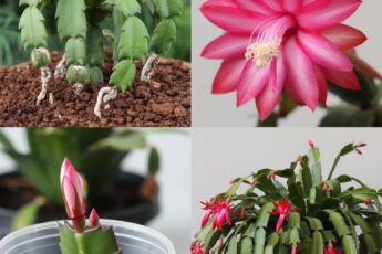 Cum să înmulțești Cactusul de Crăciun