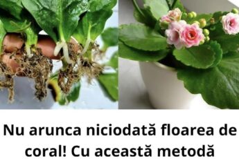 Floarea de coral