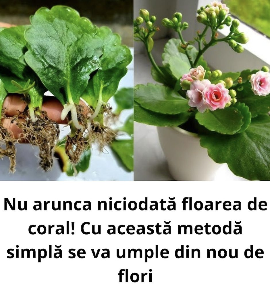 Floarea de coral