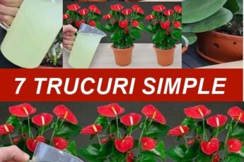 7 trucuri pentru ca plantele tale din apartament să crească ca drojdia