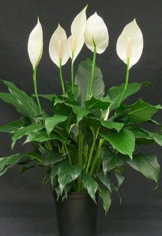 Spathiphyllum, „Fericirea femeii” – legenda, simbol și îngrijire