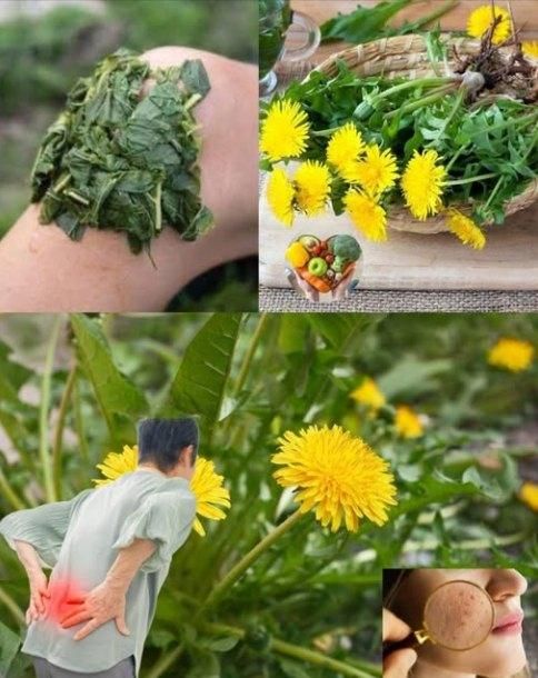 Păpădia – 4 rețete simple pentru detoxifiere și susținerea organismului